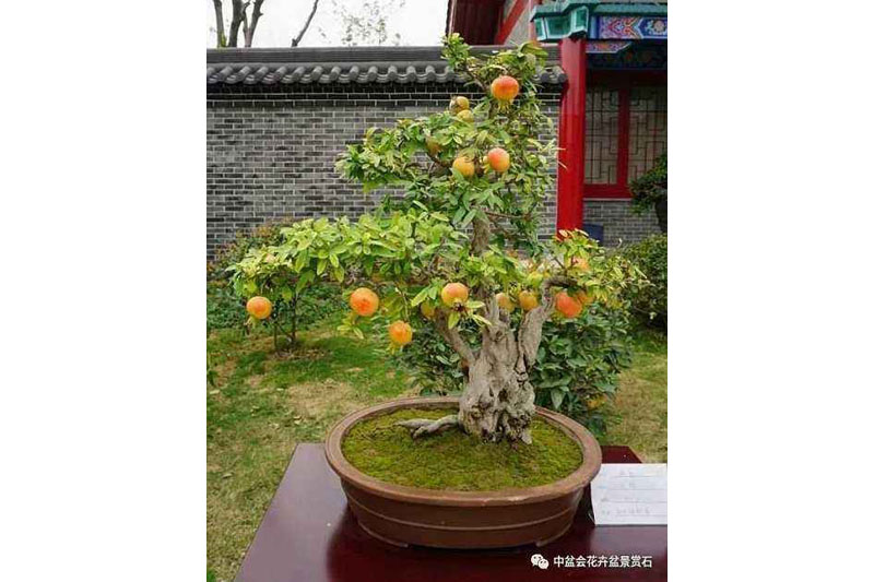 南雄市雄州街道金卉盆景