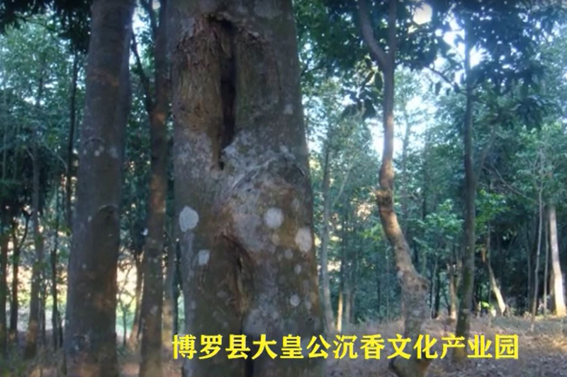 博罗县大皇公沉香文化产
