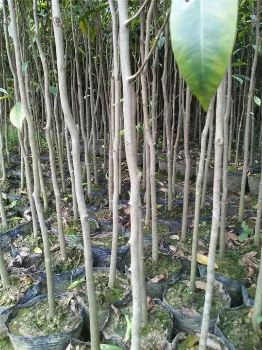 广东湖溪沉香产业基地
