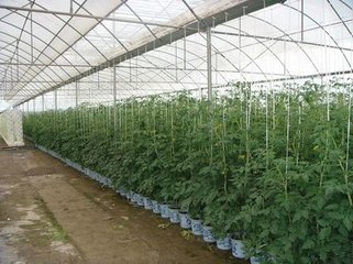 汕头市澄海区隆都农业科